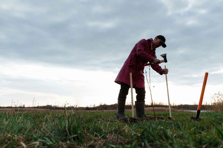 Bărbat plantează copac cu toporul și lopata în grădină