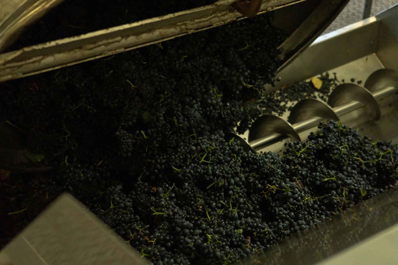 Recoltarea strugurilor de vin într-o presă de vin