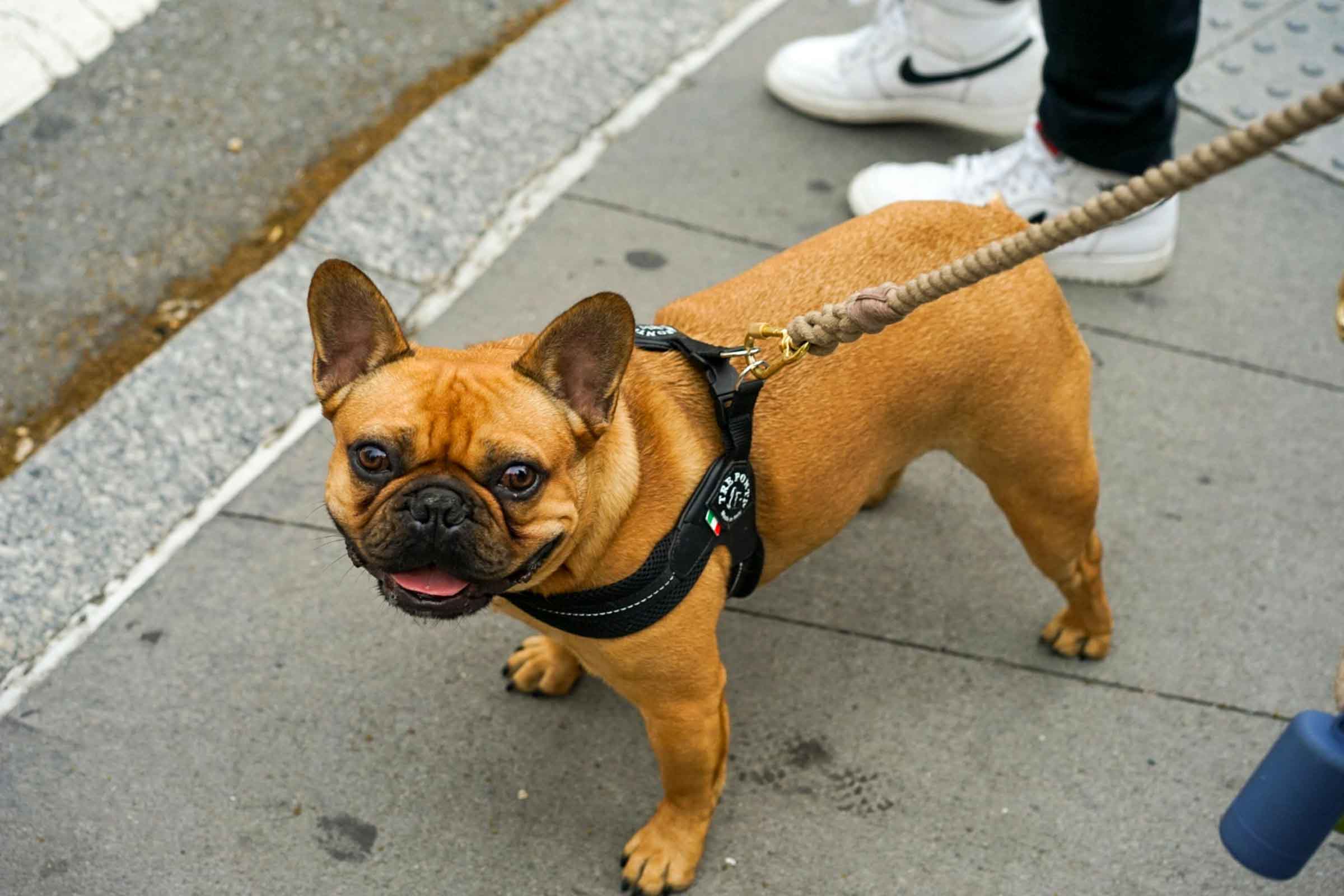Buldog francez cu ham negru și lesă