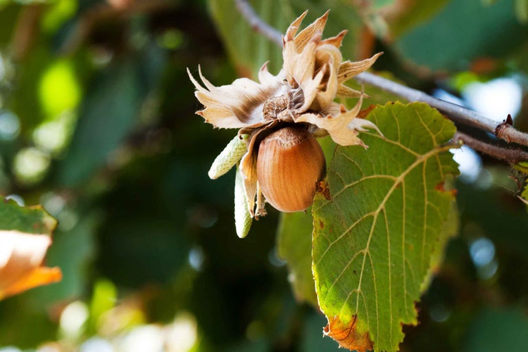 Alună de pădure în copac cu frunze