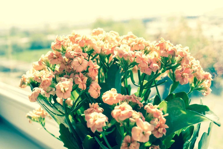 Floare Kalanchoe în ghiveci