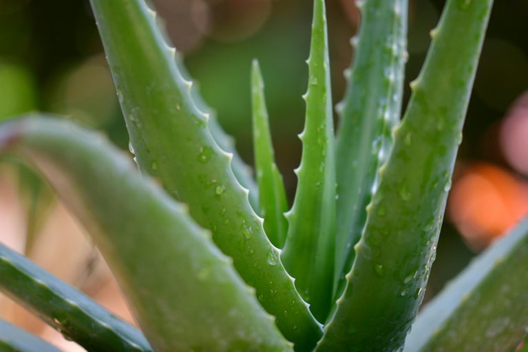 Prim-plan cu o plantă de Aloe Vera