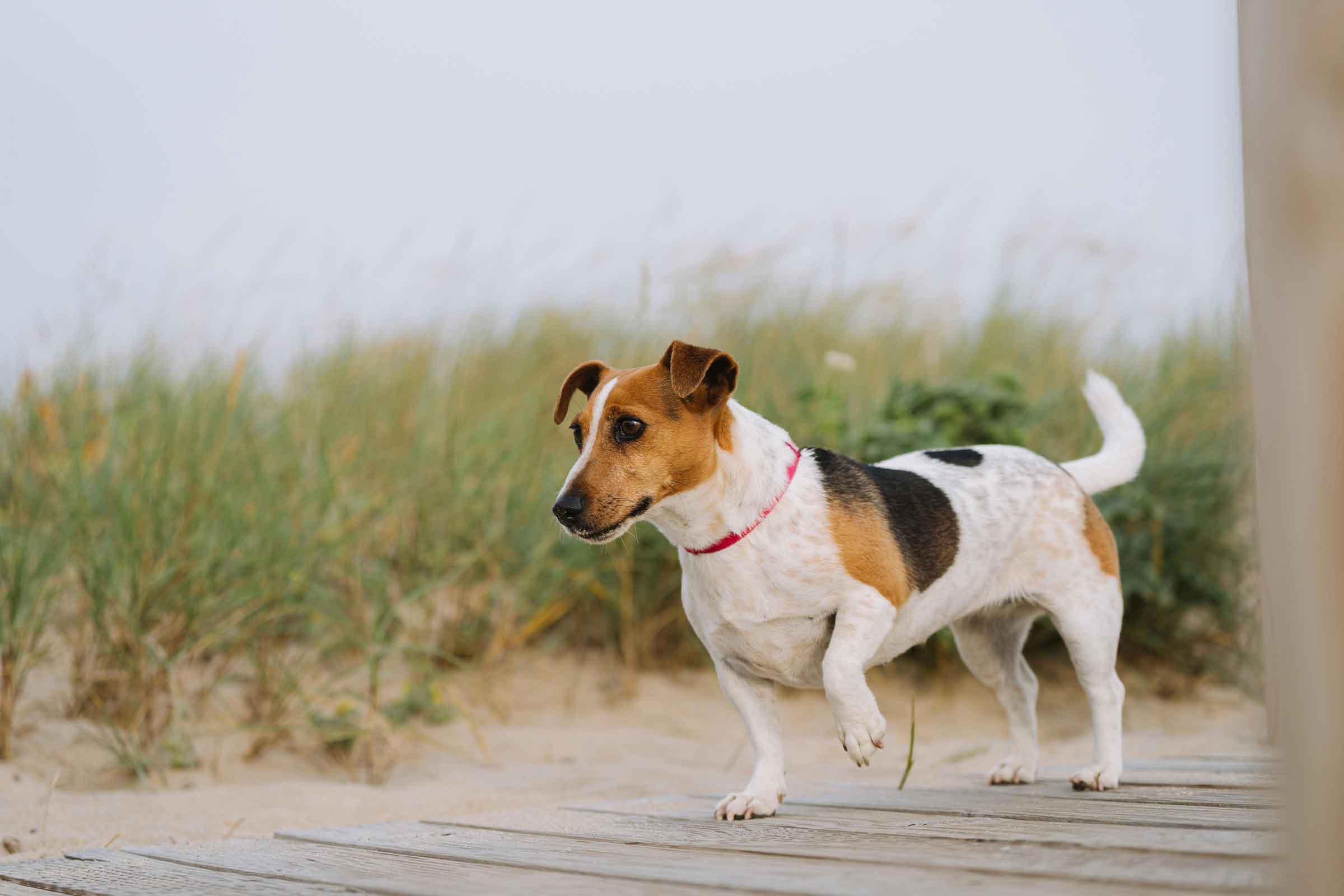 Jack Russell Terrier cu zgardă stă pe o pasarelă de lemn