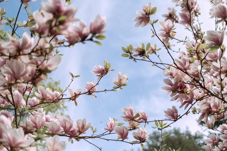 Magnolie înflorită cu cer albastru deschis