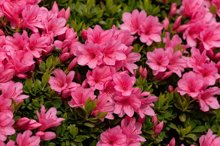 Cum să amenajați balconul sau terasa cu azalee