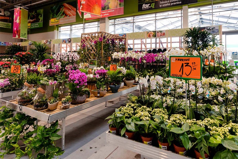 Gamă largă de plante de interior și de grădină în magazinul Hornbach.