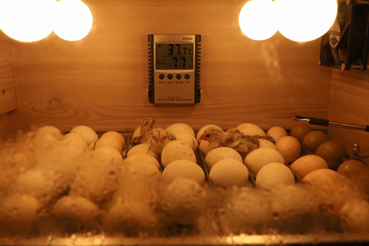 Scenă dintr-un incubator cu ouă, pui și un termometru pentru controlul temperaturii