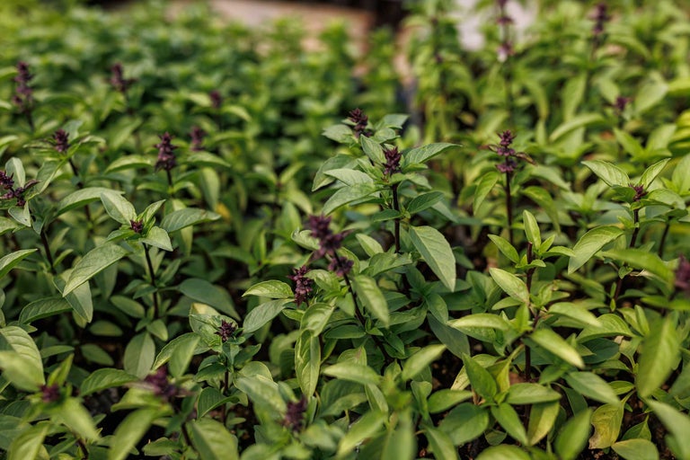 Prim-plan cu plante de busuioc thailandez cu frunze verzi și flori violet