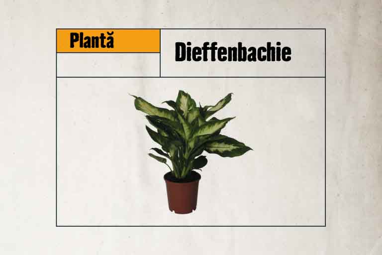 Dieffenbachia plantă de interior în ghiveci