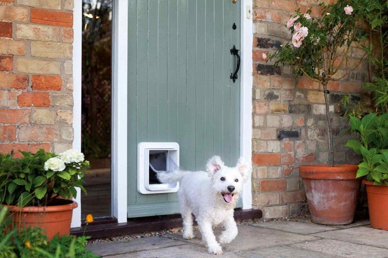 Câine care trece printr-o ușă pentru animale de companie într-o ușă de intrare