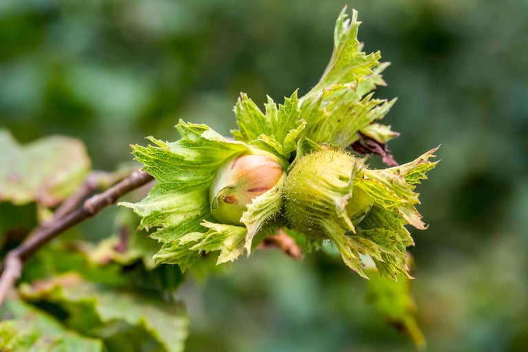 Alune de pădure cu bractee verzi pe o ramură