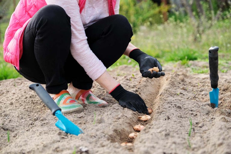 Femeie care plantează bulbi de flori cu o lopată de plantat în grădină.