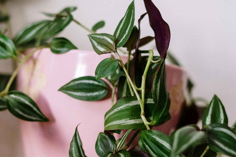 Tradescantia într-un ghiveci