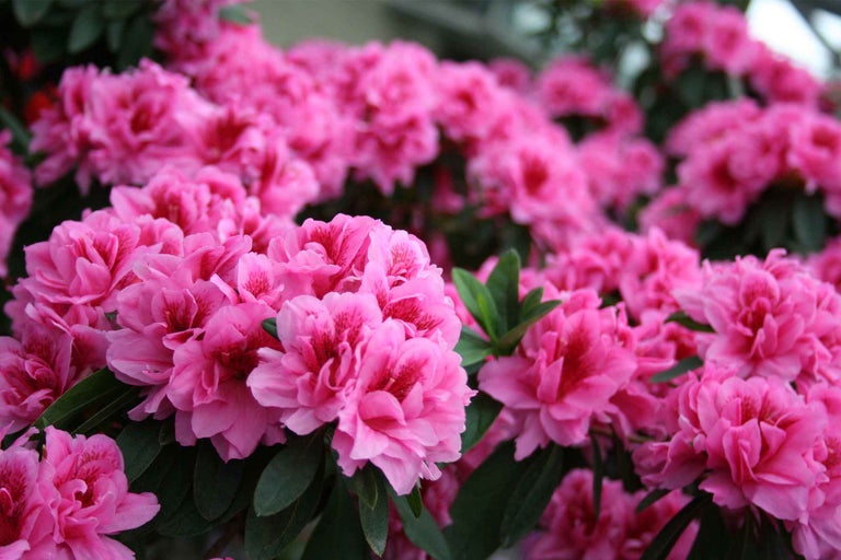 Azalee: greșeli de evitat pentru o înflorire spectaculoasă