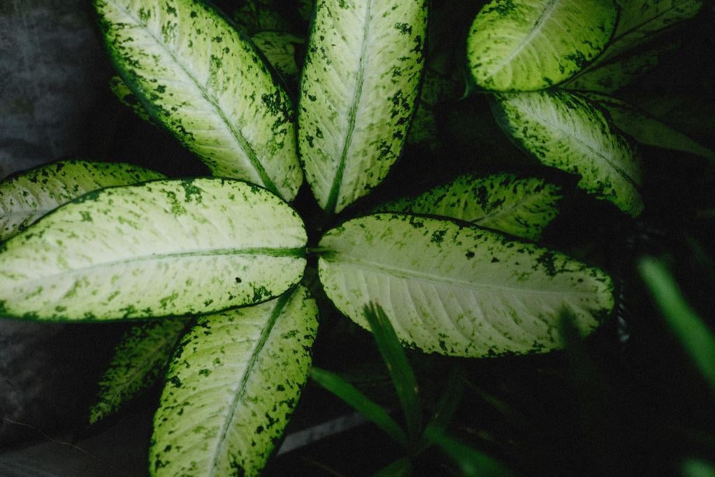 Prim-plan al unei plante Dieffenbachia cu modele de frunze izbitoare