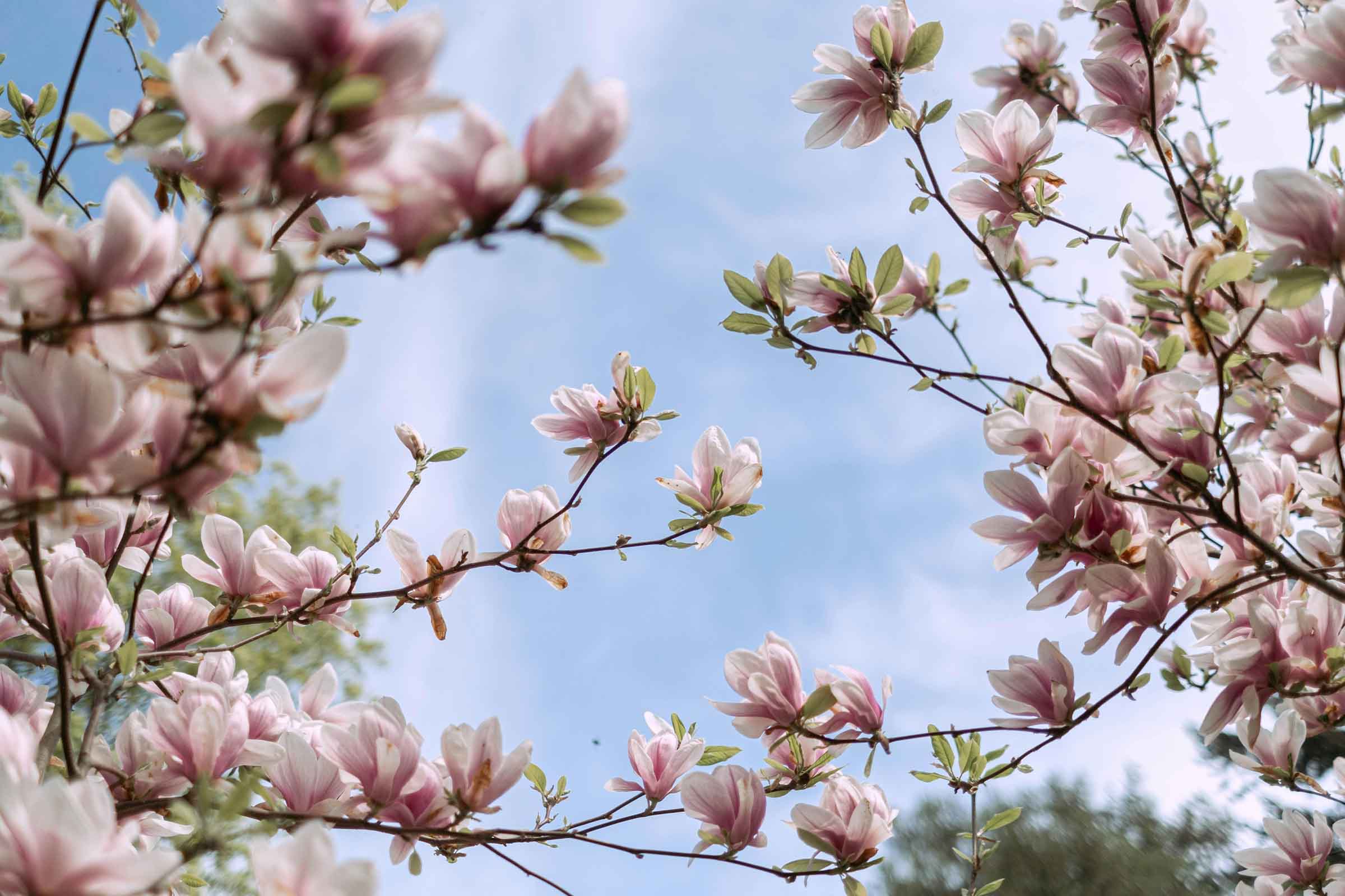 Flori de magnolie pe fundalul cerului albastru