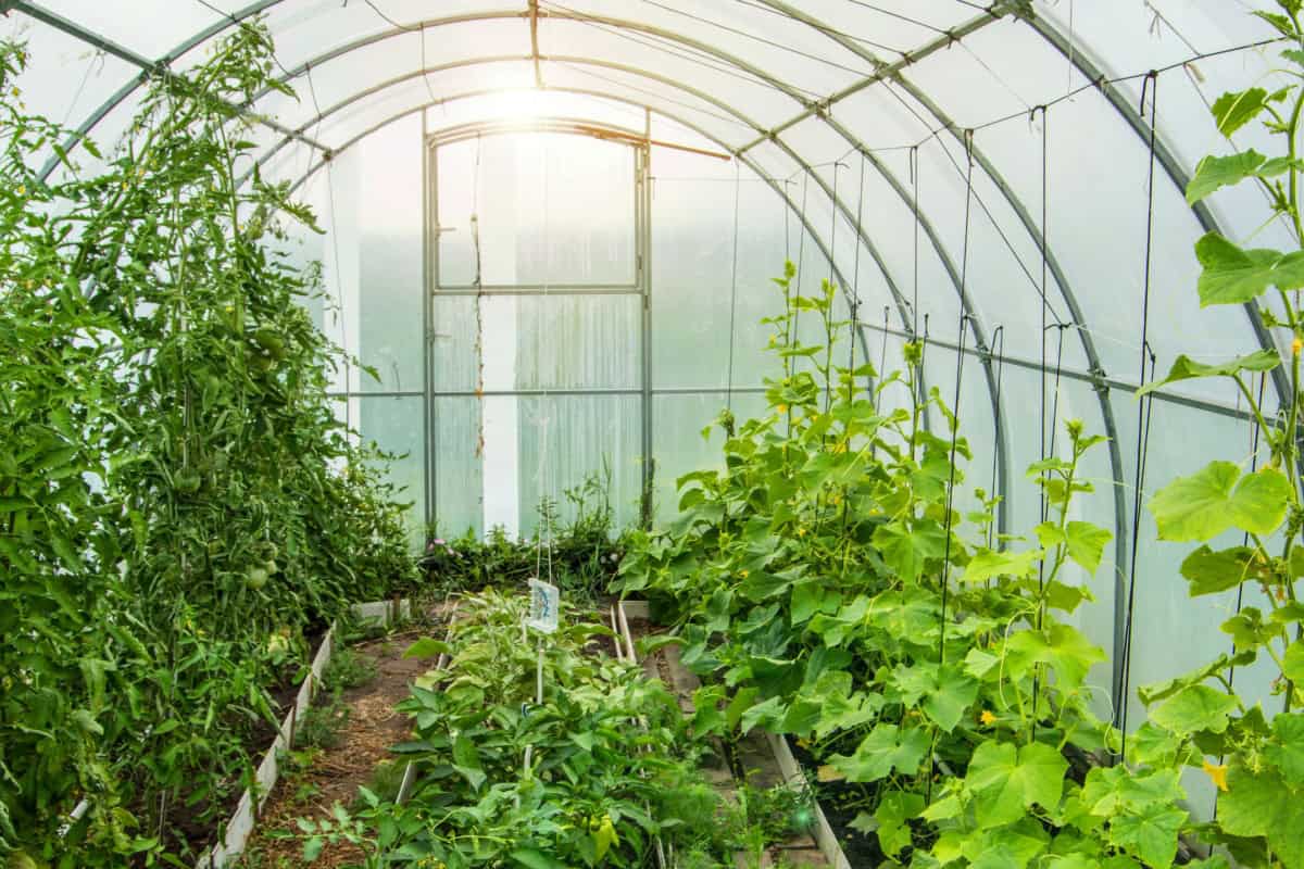Seră cu plante de tomate și castraveți