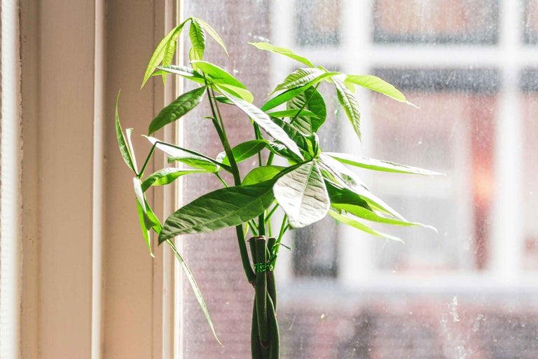 Pachira Aquatica (Arborele banilor): Tot ce trebuie să știți pentru îngrijirea corectă și atragerea norocului