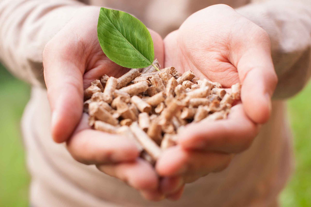 Pelete de lemn în mâini cu frunză verde