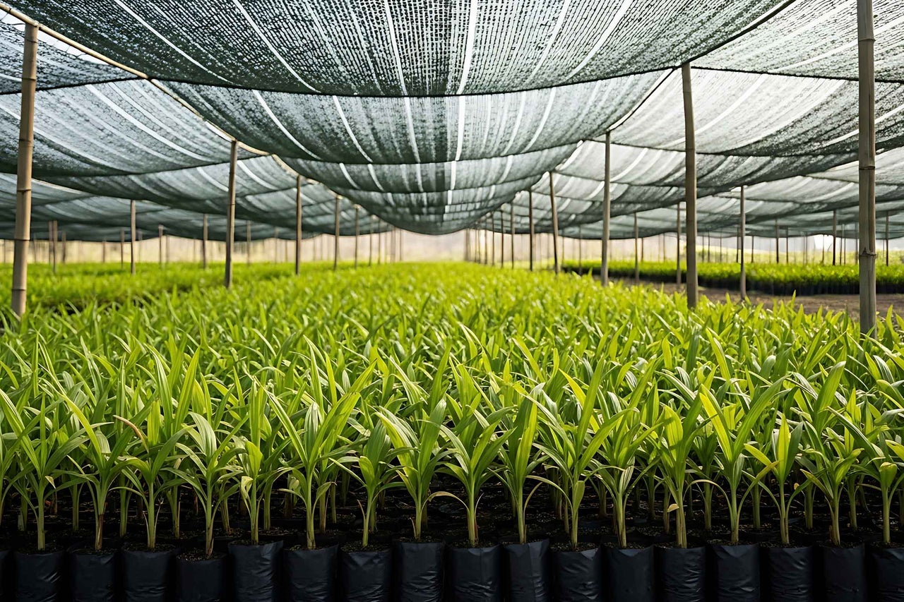 Seră cu plante tinere sub plasă de umbrire