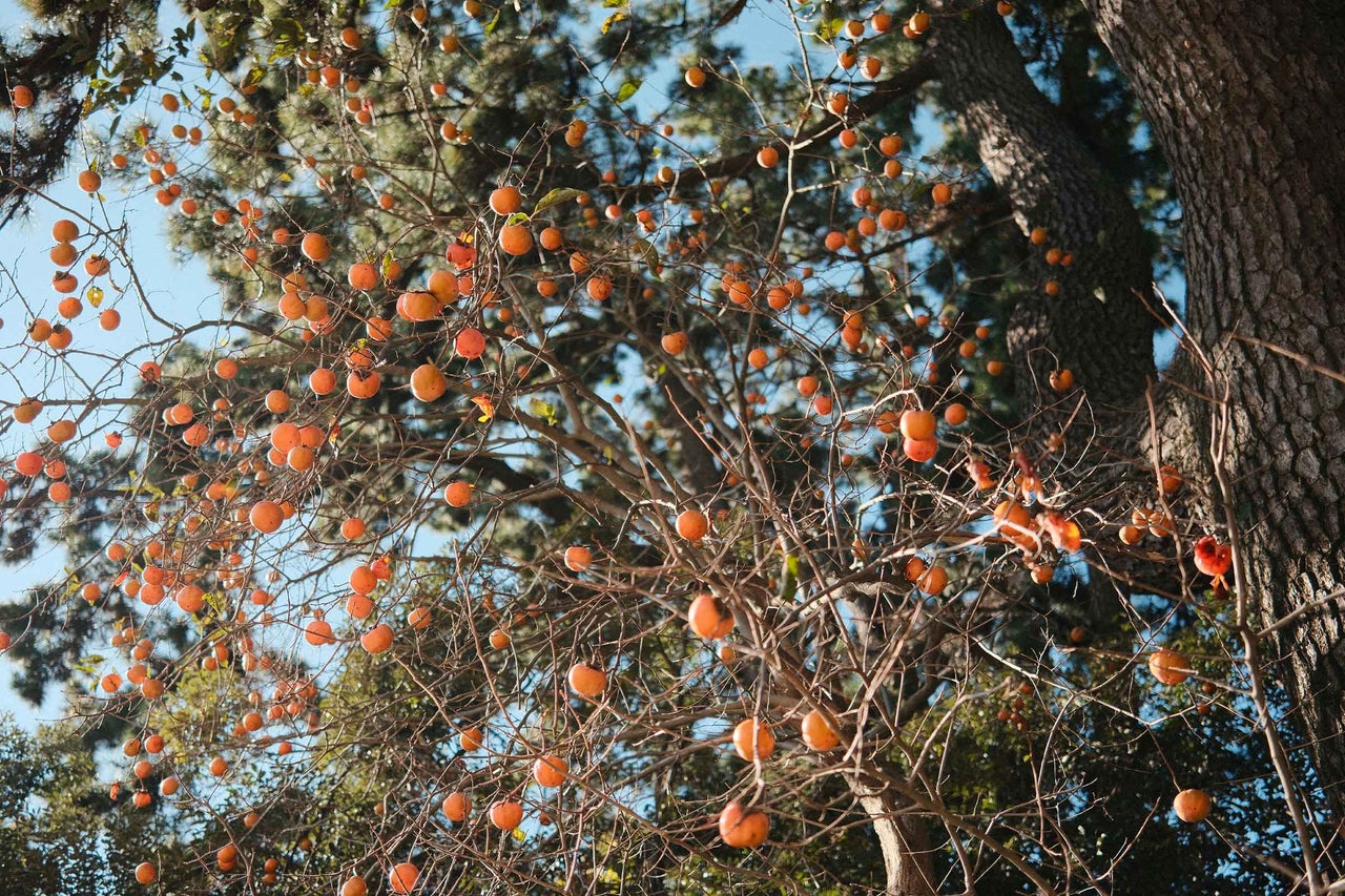 Un copac cu multe fructe kaki coapte pe ramuri.