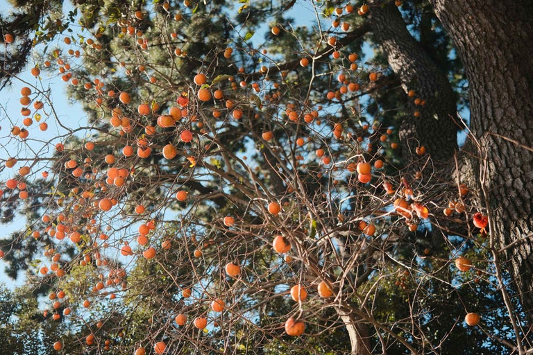 Un copac cu multe fructe kaki coapte pe ramuri.