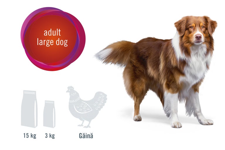 Ilustrație cu hrană pentru câini adulți de talie mare, cu o greutate de 15 kilograme și 3 kilograme, plus o grafică reprezentând o găină.