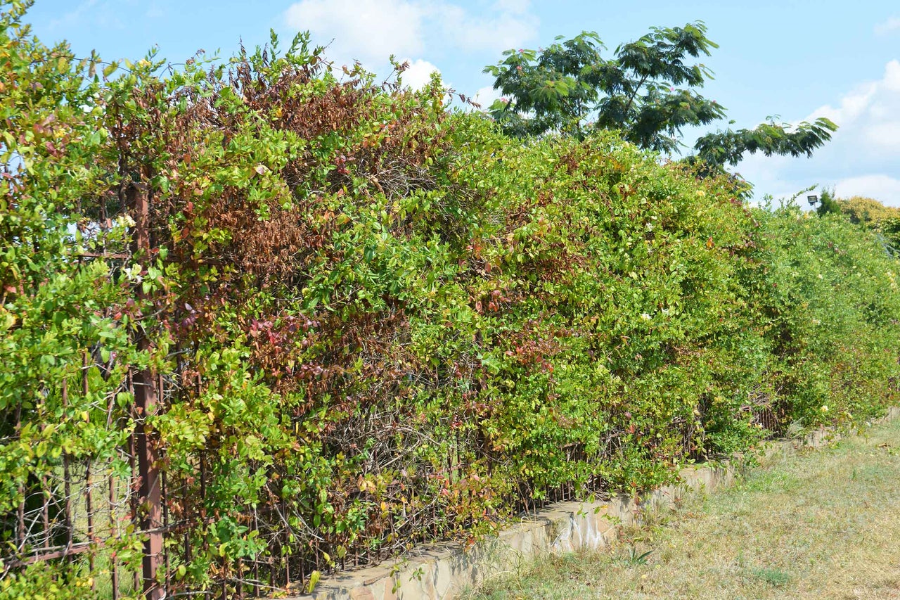 Gard viu lung cu gard ca delimitare a proprietății