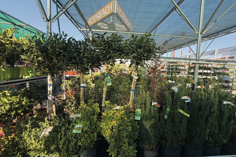 Grădină verde, chiar și iarna! Ghidul 550 Garden cu plantele verzi de la HORNBACH
