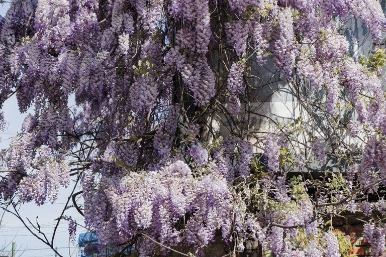 Plantă de glicină înflorită în aer liber