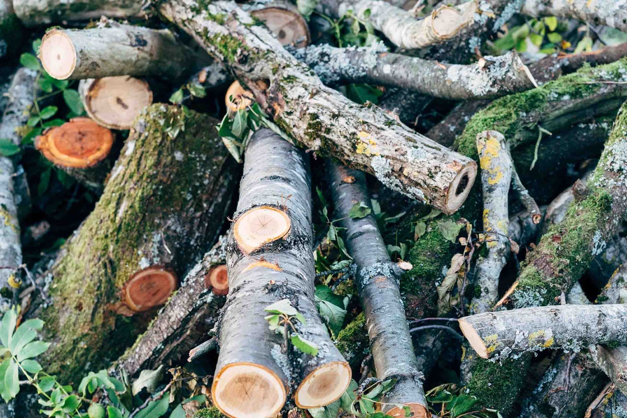 Grămadă de lemne de foc tăiate de diferite diametre, cu scoarță acoperită de mușchi și suprafețe de tăiere deschise la culoare în pădure.