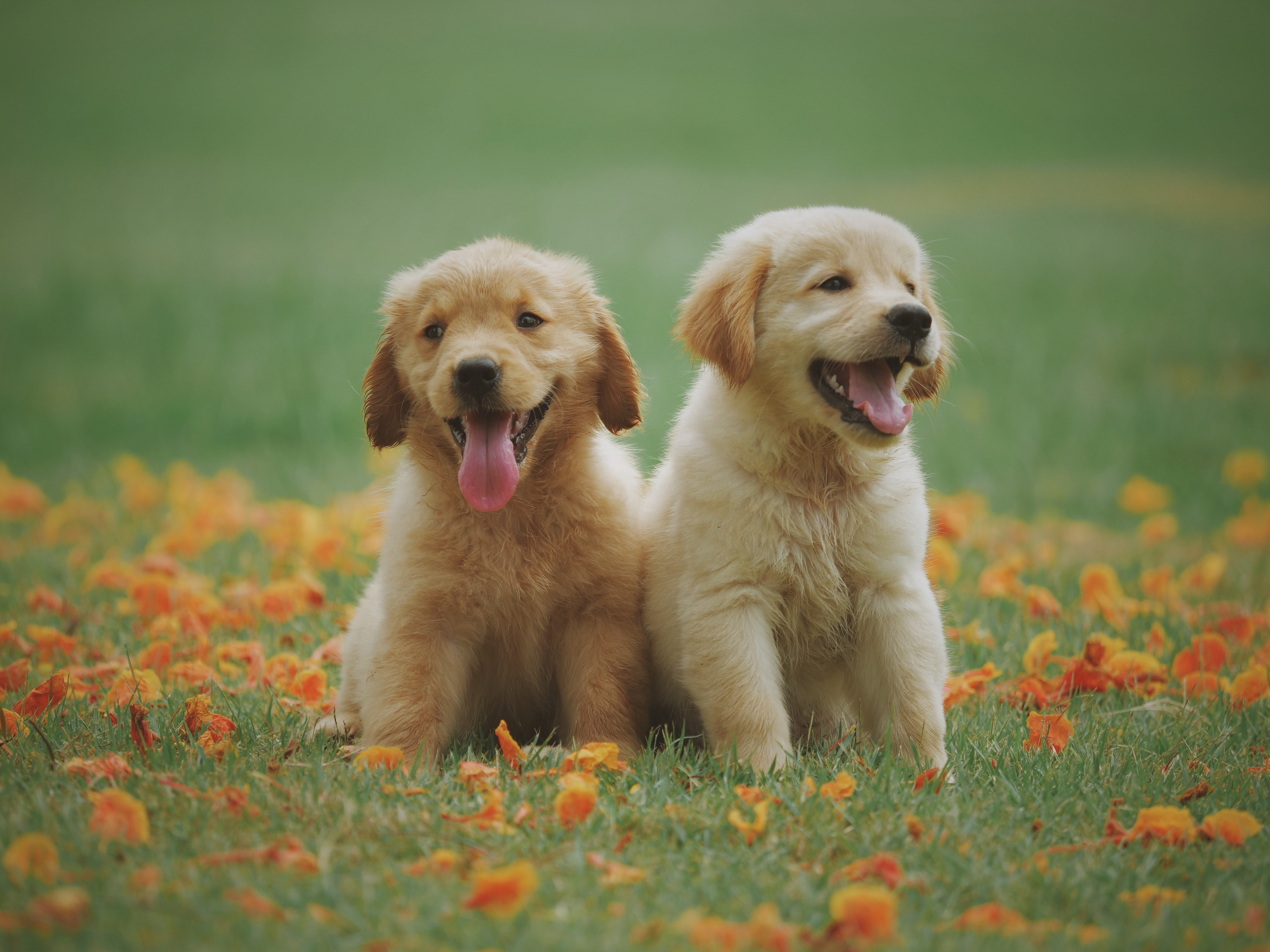 Doi cățeluși Golden Retriever stau pe un câmp cu flori galbene.