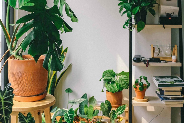 Philodendron: Ghidul dumneavoastră complet de îngrijire și înmulțire a filodendronului