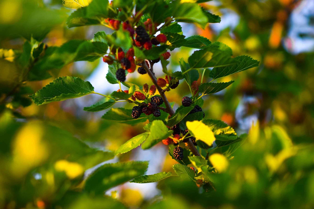 Prim-plan cu un dud cu fructe coapte și necoapte printre frunzele verzi