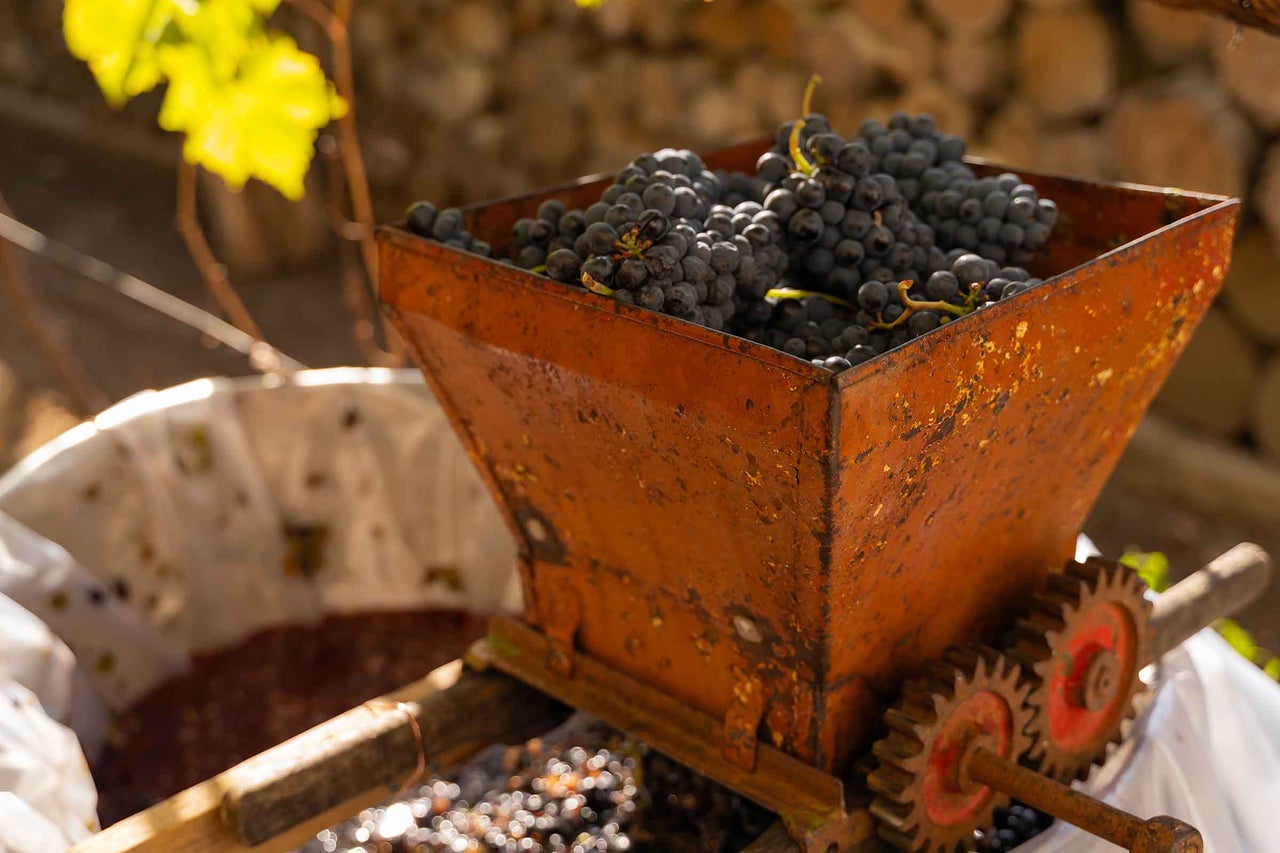 Teasc de struguri umplut cu struguri de vin.