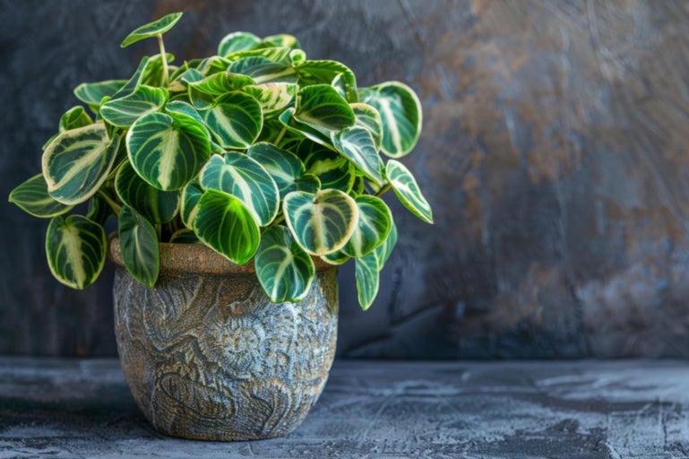 Peperomia - îngrijire și sfaturi practice pentru o plantă sănătoasă și frumoasă