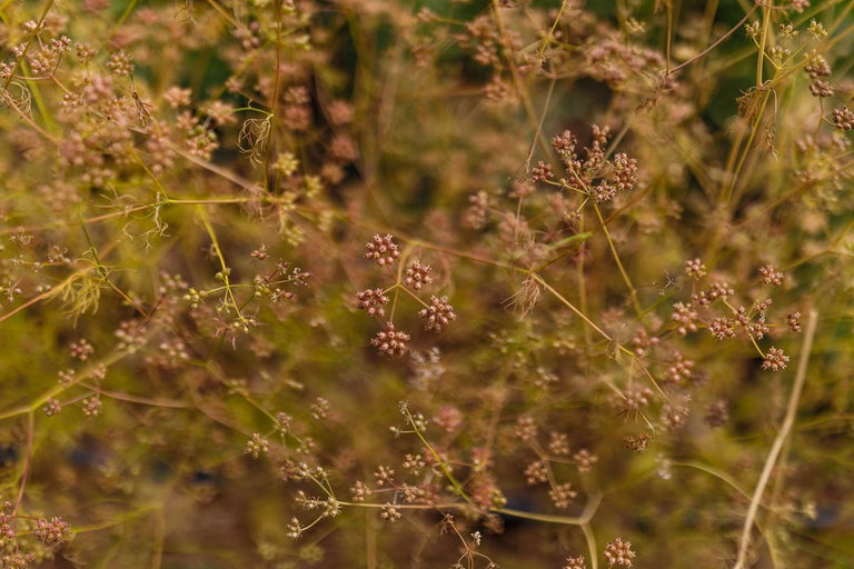 Prim-plan al inflorescențelor de mărar