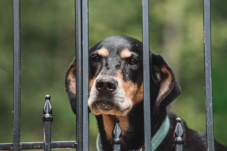 Câine în spatele unui gard de grădină