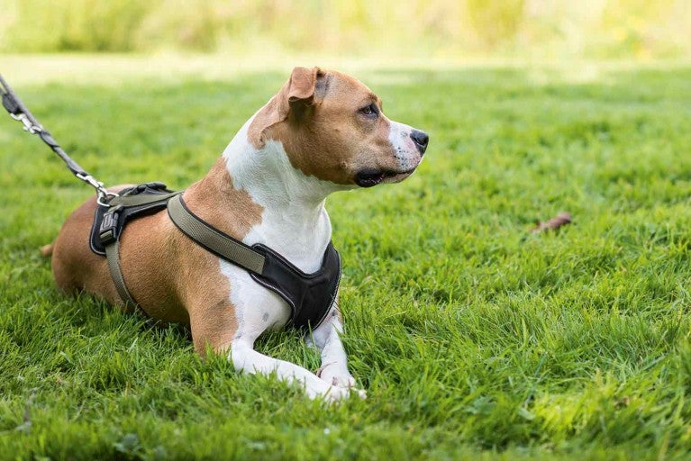 Câine culcat cu ham pe o peluză