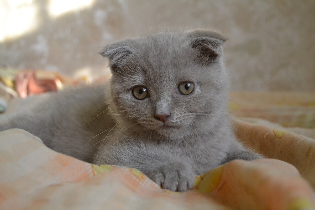 O pisică Scottish Fold gri stă întinsă pe o pătură.