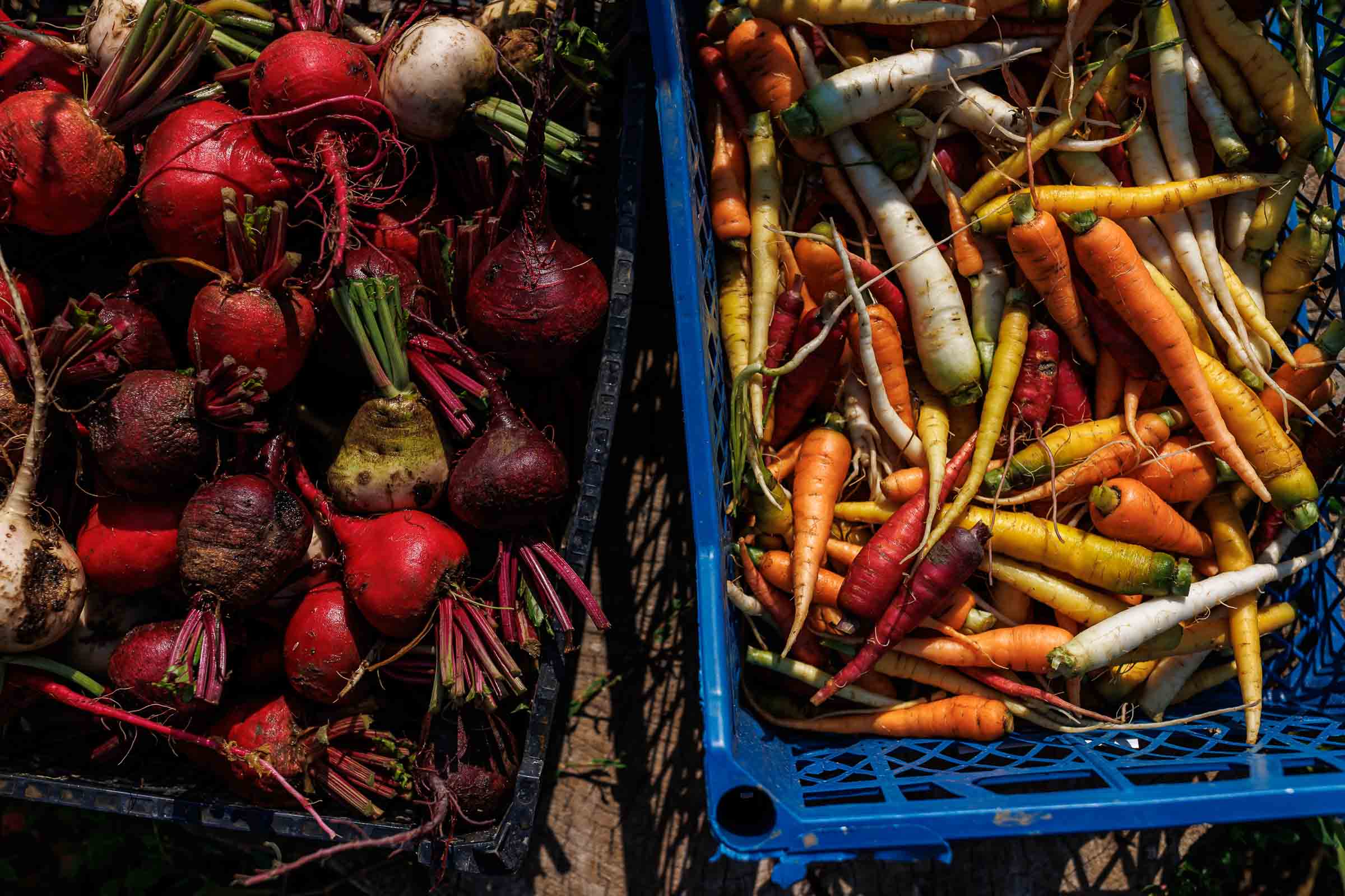 Două lăzi cu legume proaspăt recoltate: sfeclă roșie și morcovi
