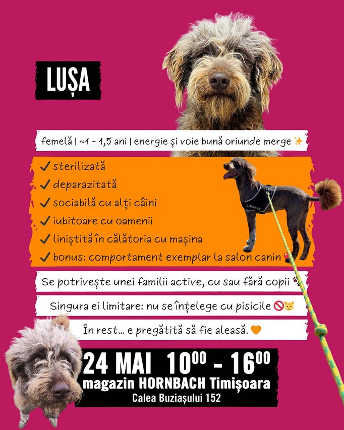 Afiș de adopție pentru cățelușa Lușa, circa 1 până la 1,5 ani. Eveniment la Hornbach Timișoara pe 24 mai, între orele 10 și 16.