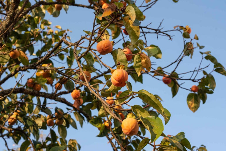 Arbore de kaki cu fructe și frunze