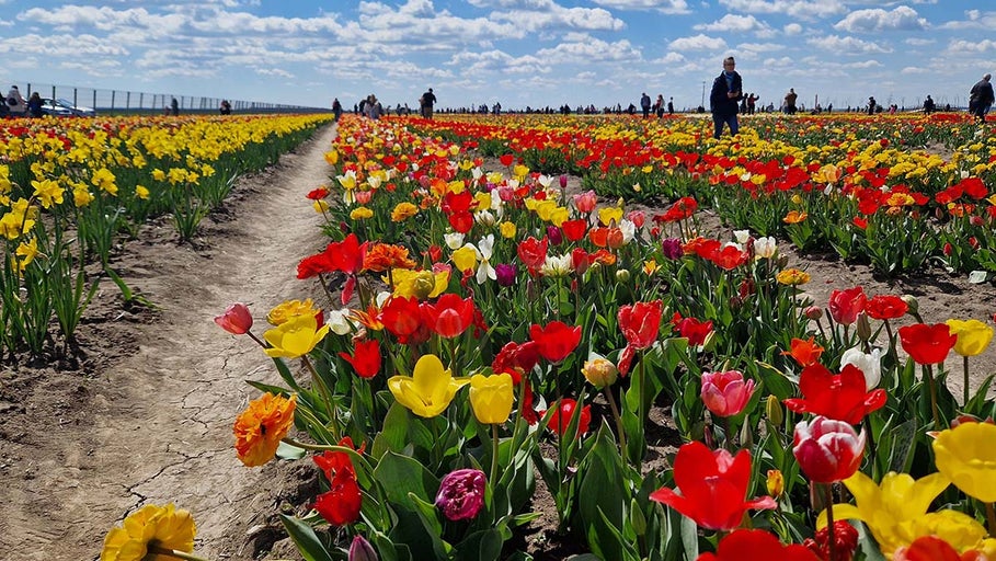 Câmp cu lalele și vizitatori