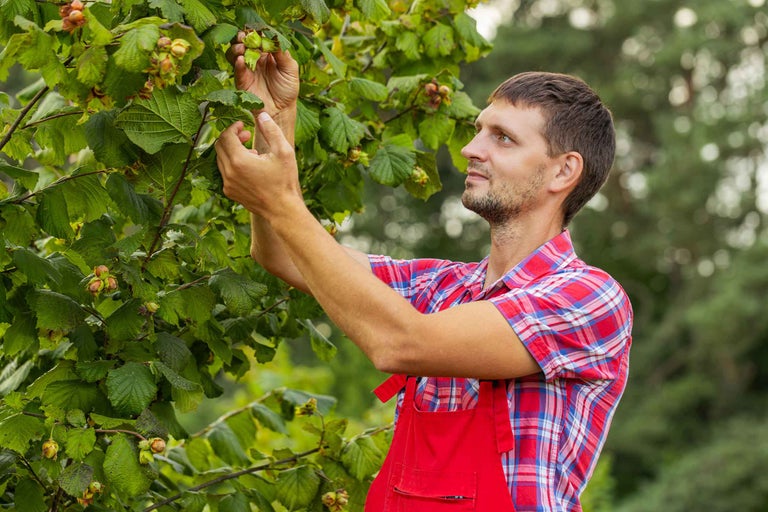 Bărbat culege alune de pădure din alun