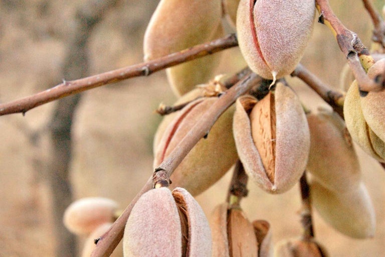 Prim-plan cu migdale pe ramură