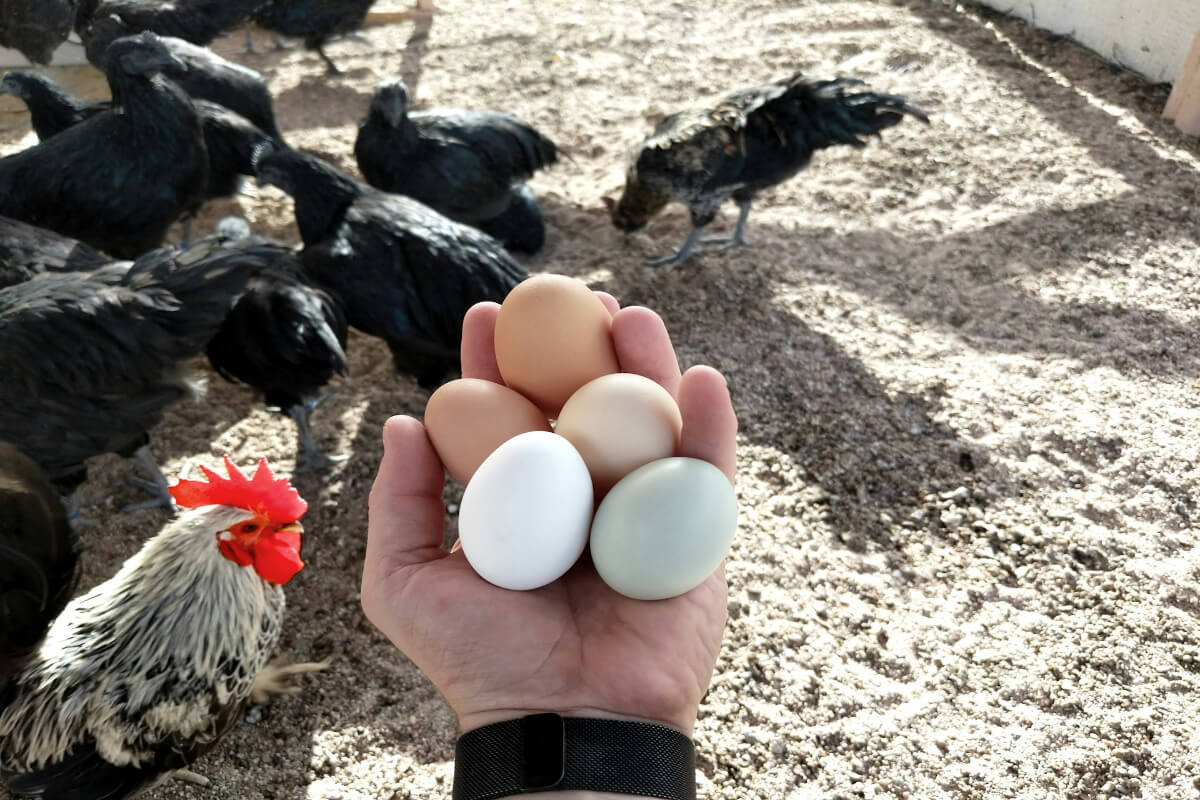 O mână ținând diferite ouă de găină în fața unei cotețe de găini