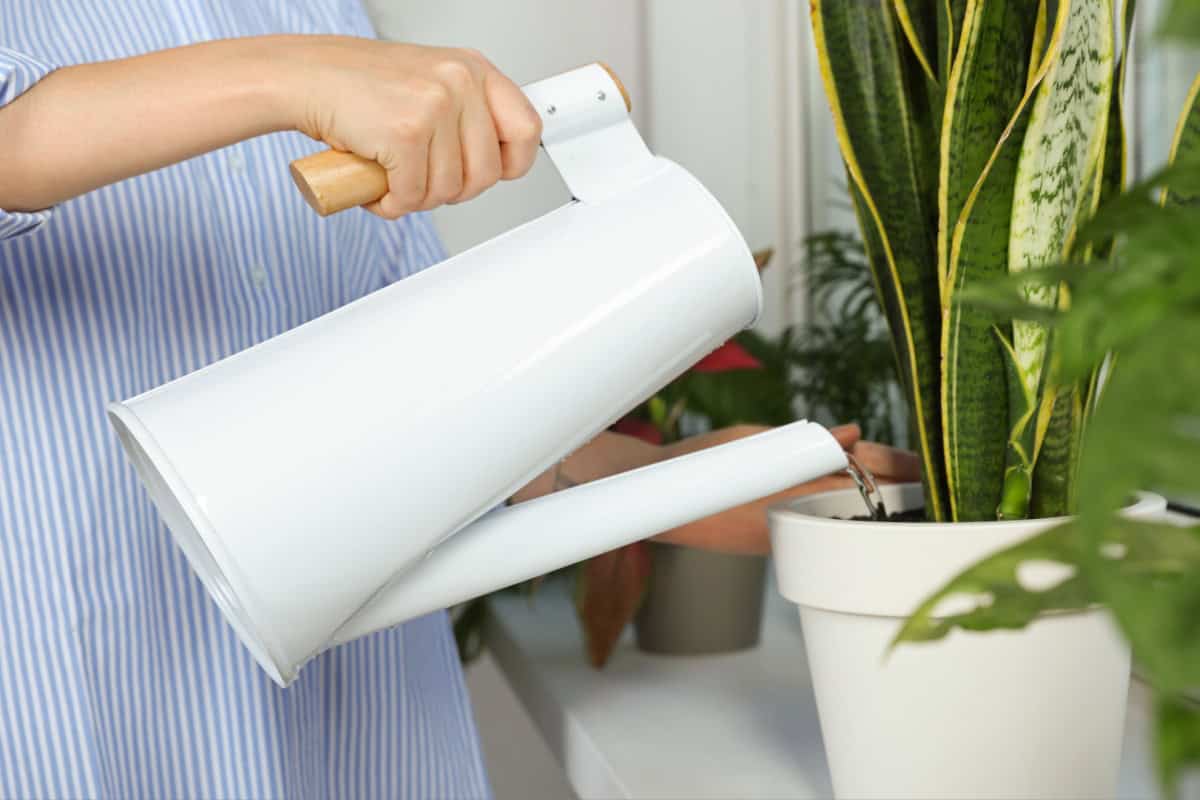 O persoană udă o plantă de apartament într-un ghiveci cu o stropitoare albă.