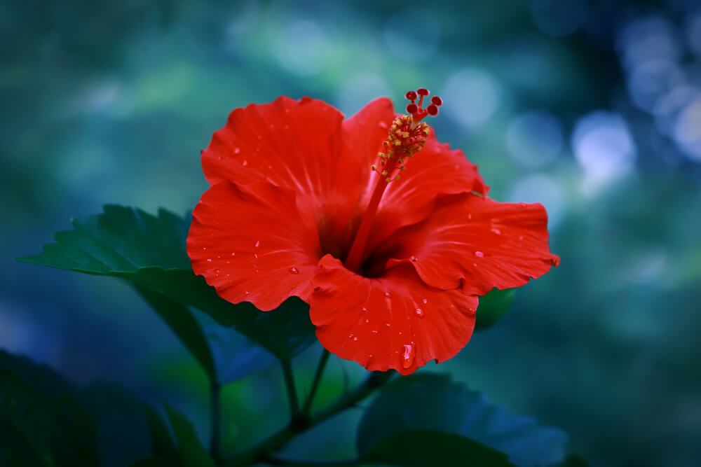 Prim-plan cu o floare de hibiscus cu frunze