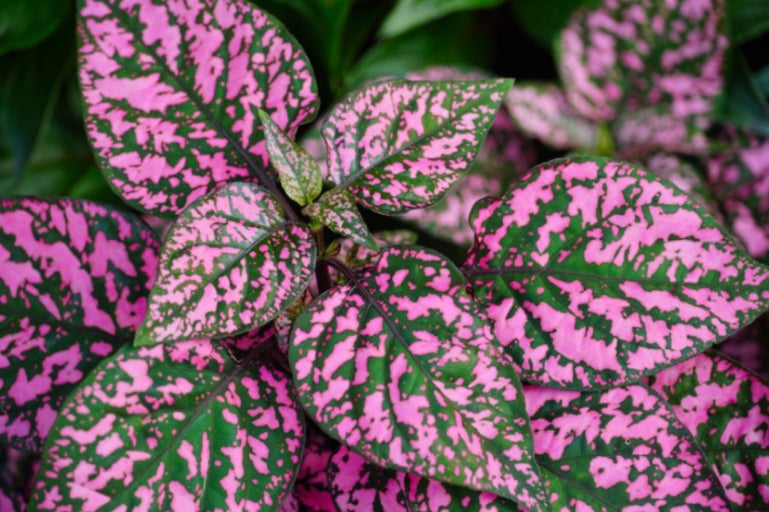 Aglaonema, planta întunericului - sfaturi de îngrijire, udare, lumină și probleme comune